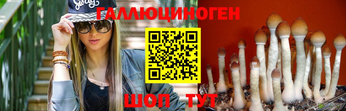 Избербаш  Псилоцибиновые грибы мицелий  Вход с VPN  Псилоцибиновые грибы Cubensis 